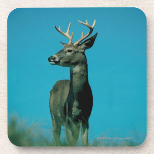 Portrait of deer coaster