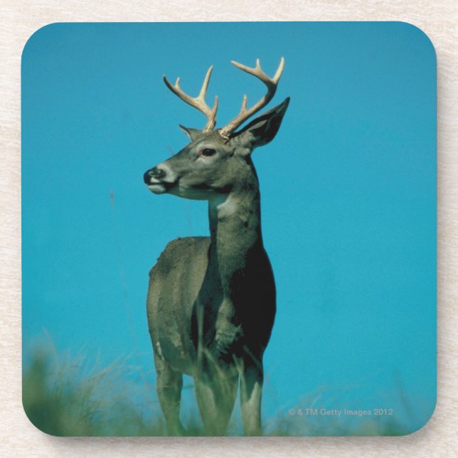 Portrait of deer coaster (Front)