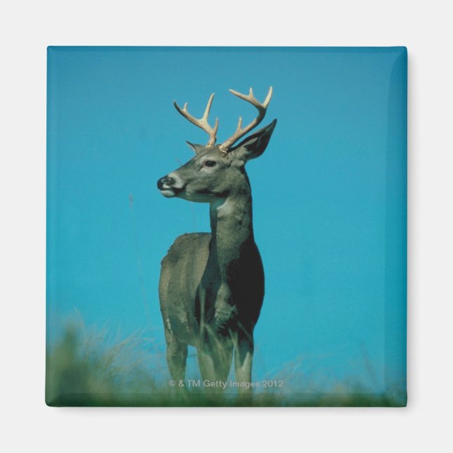 Portrait of deer magnet (Front)