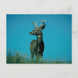 Portrait of deer postcard
