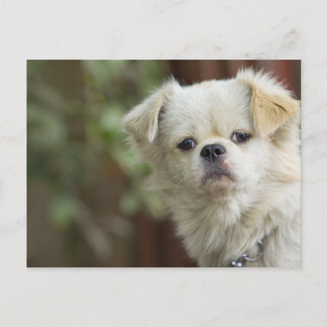 Portrait of Dog 2 Postcard (Front)