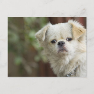 Portrait of Dog 2 Postcard