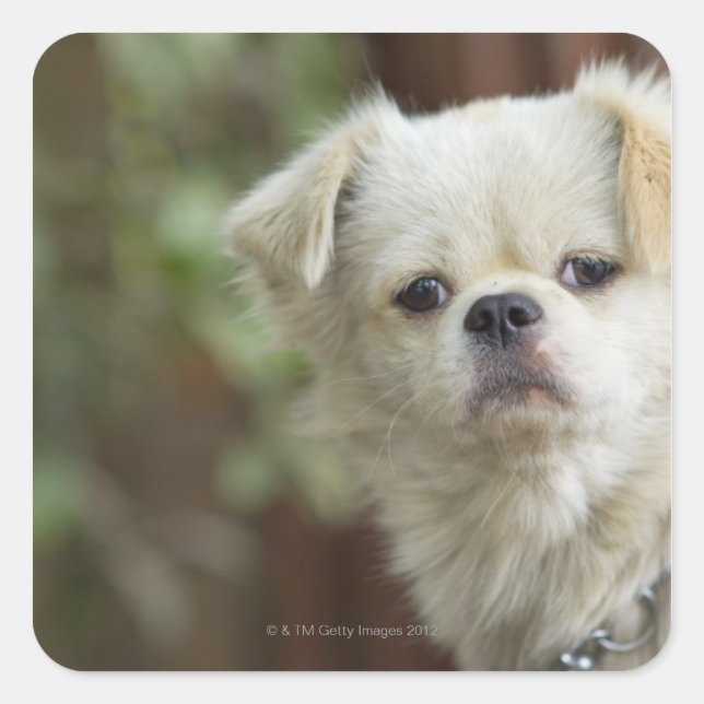 Portrait of Dog 2 Square Sticker (Front)