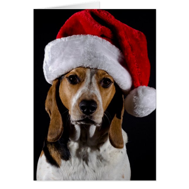 Portrait of dog hound wearing Christmas hat (Front)