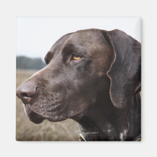 Portrait of Dog, Houston, Texas, USA Magnet