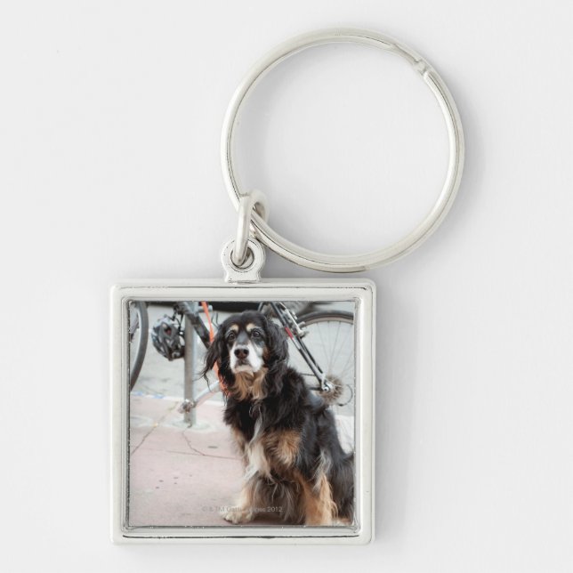 Portrait of dog waiting expectantly for owner; key ring (Front)