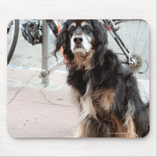 Portrait of dog waiting expectantly for owner; mouse pad