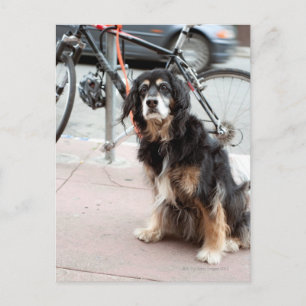 Portrait of dog waiting expectantly for owner; postcard