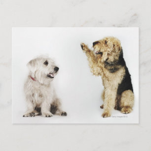 Portrait of dog waving at another dog postcard