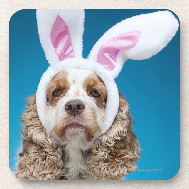 Portrait of dog wearing Easter bunny ears Coaster (Front)