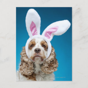 Portrait of dog wearing Easter bunny ears Holiday Postcard