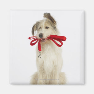 Portrait of Dog with Leash Magnet