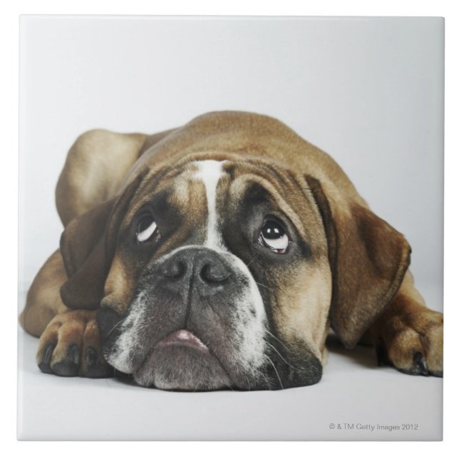 Portrait of Dorset Old Tyme Bulldog Ceramic Tile (Front)