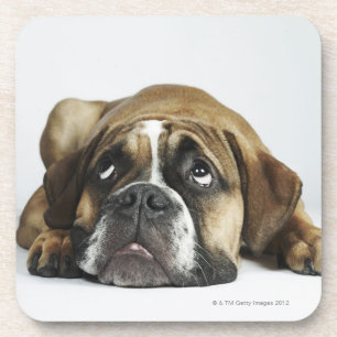 Portrait of Dorset Old Tyme Bulldog Coaster