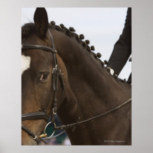 portrait of dressage horse poster