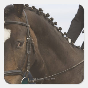 portrait of dressage horse square sticker