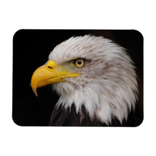 Portrait of eagle magnet