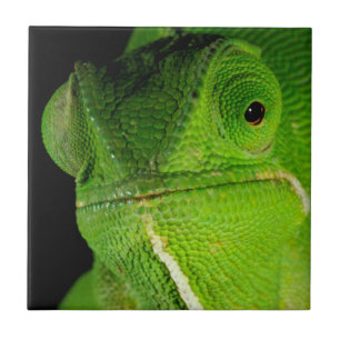 Portrait Of Flap-Necked Chameleon Ceramic Tile