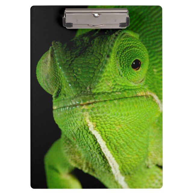 Portrait Of Flap-Necked Chameleon Clipboard (Front)