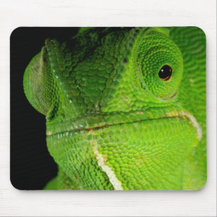 Portrait Of Flap-Necked Chameleon Mouse Pad