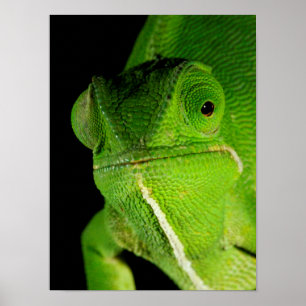 Portrait Of Flap-Necked Chameleon Poster