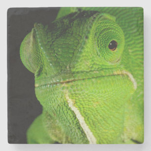 Portrait Of Flap-Necked Chameleon Stone Coaster
