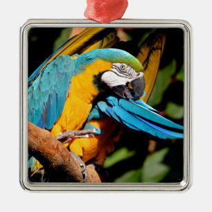 Portrait of  gelbbrustara macaw on branch metal ornament