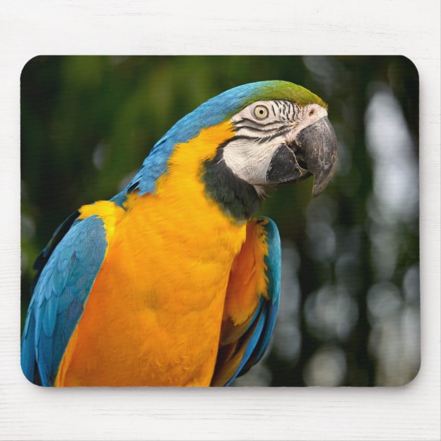 Portrait of gelbbrustara macaw postcard square sti mouse pad (Front)