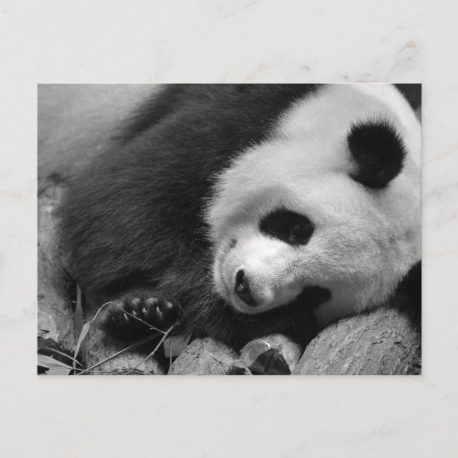 Portrait of giant panda postcard (Front)