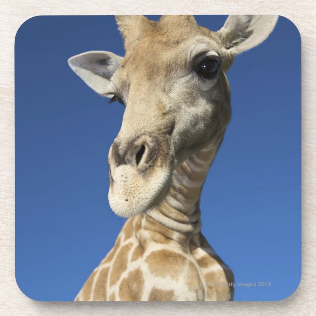 Portrait of Giraffe (Giraffa Camelopardalis) 2 Coaster (Front)