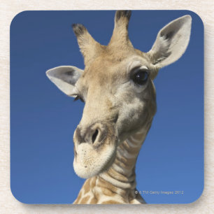 Portrait of Giraffe (Giraffa Camelopardalis) Coaster