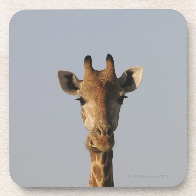 Portrait of Giraffe (Giraffa camelopardalis), Coaster (Front)