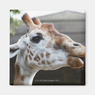 Portrait of Giraffe (Giraffa camelopardalis) Magnet