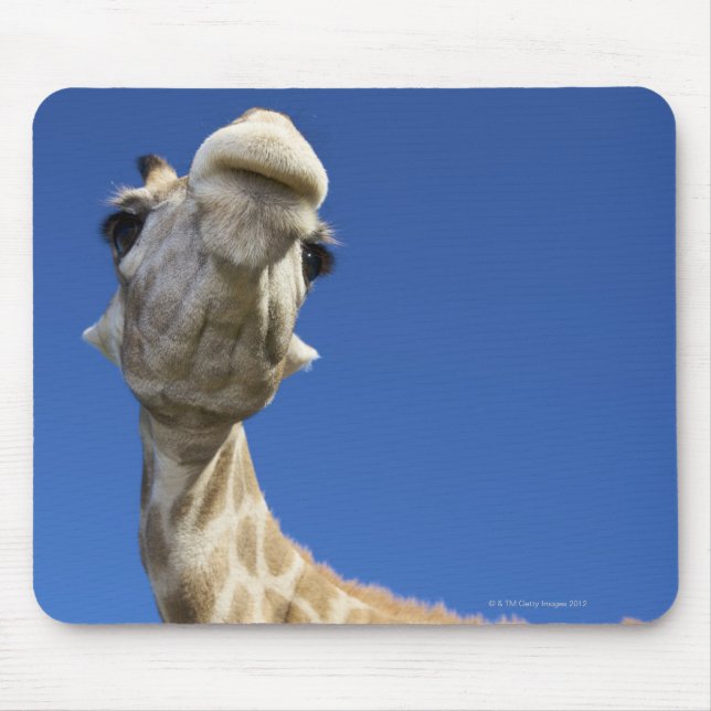Portrait of Giraffe (Giraffa Camelopardalis) Mouse Pad (Front)