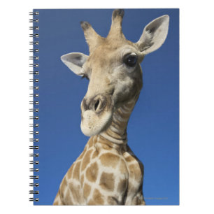 Portrait of Giraffe (Giraffa Camelopardalis) Notebook