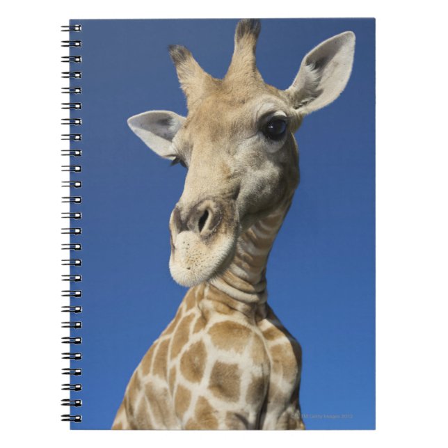 Portrait of Giraffe (Giraffa Camelopardalis) Notebook (Front)