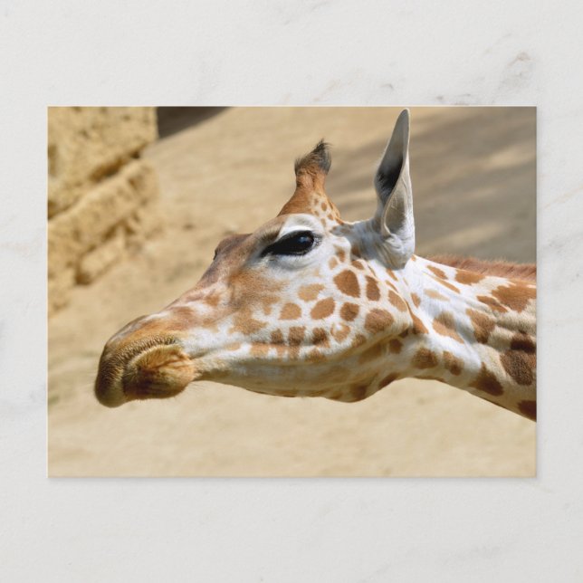 Portrait of giraffe postcard (Front)