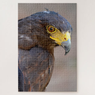 Portrait of Harris Hawk Postcard Jigsaw Puzzle