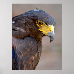 Portrait of Harris Hawk Postcard Poster