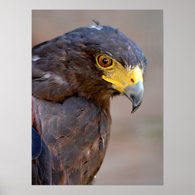 Portrait of Harris Hawk Postcard Poster (Front)