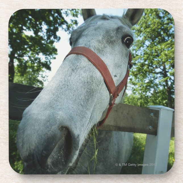 Portrait of Horse Coaster (Front)