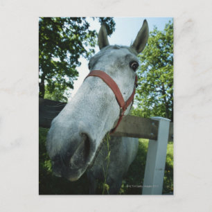 Portrait of Horse Postcard