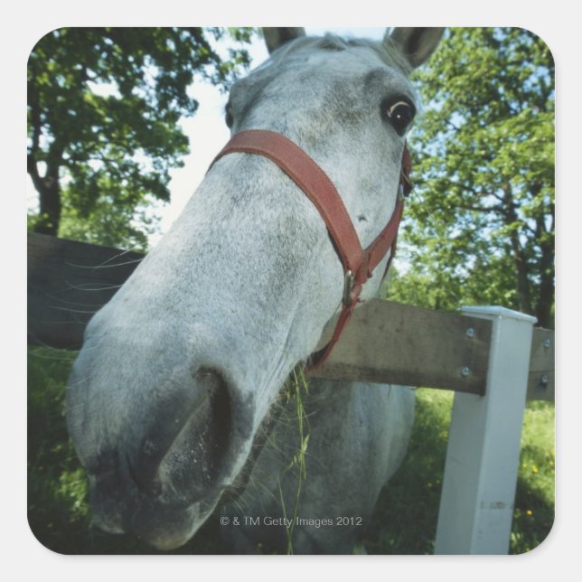 Portrait of Horse Square Sticker (Front)