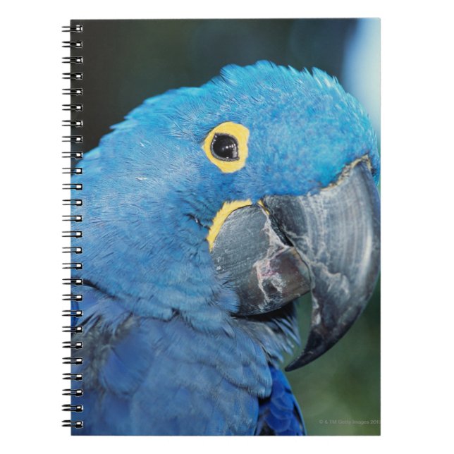 Portrait of hyacinth macaw parrot notebook (Front)