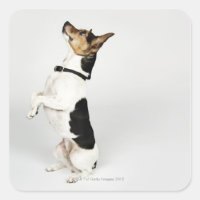 Portrait of Jack Russell dog sitting up on his