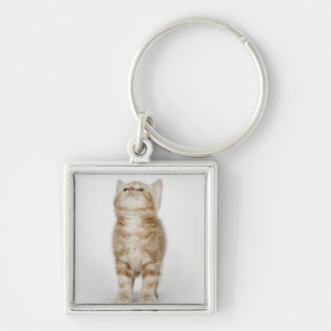Portrait of kitten looking up key ring (Front)