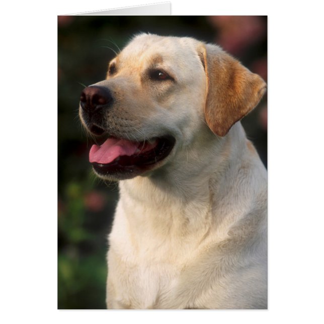 Portrait Of Labrador Retriever, Hilton (Front)