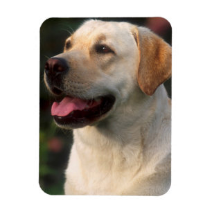 Portrait Of Labrador Retriever, Hilton Magnet