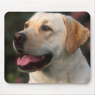 Portrait Of Labrador Retriever, Hilton Mouse Pad