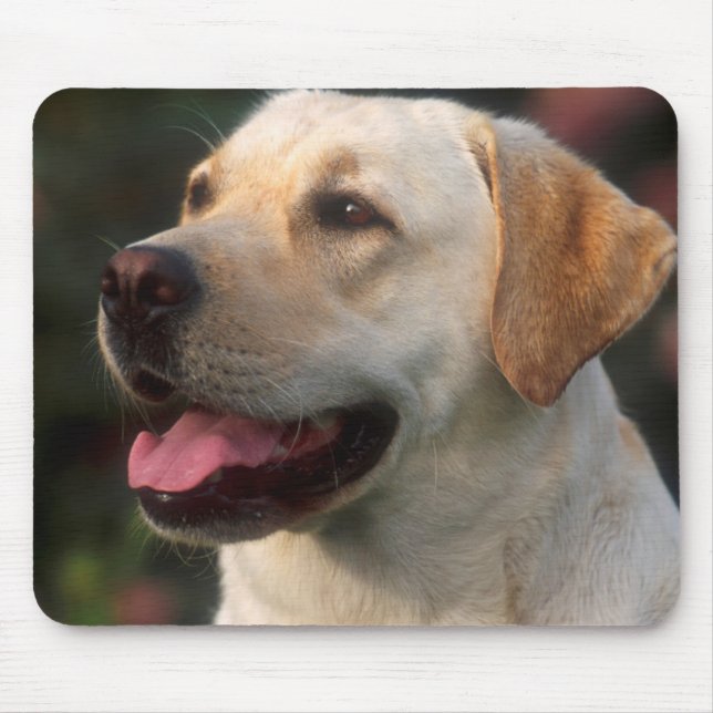 Portrait Of Labrador Retriever, Hilton Mouse Pad (Front)